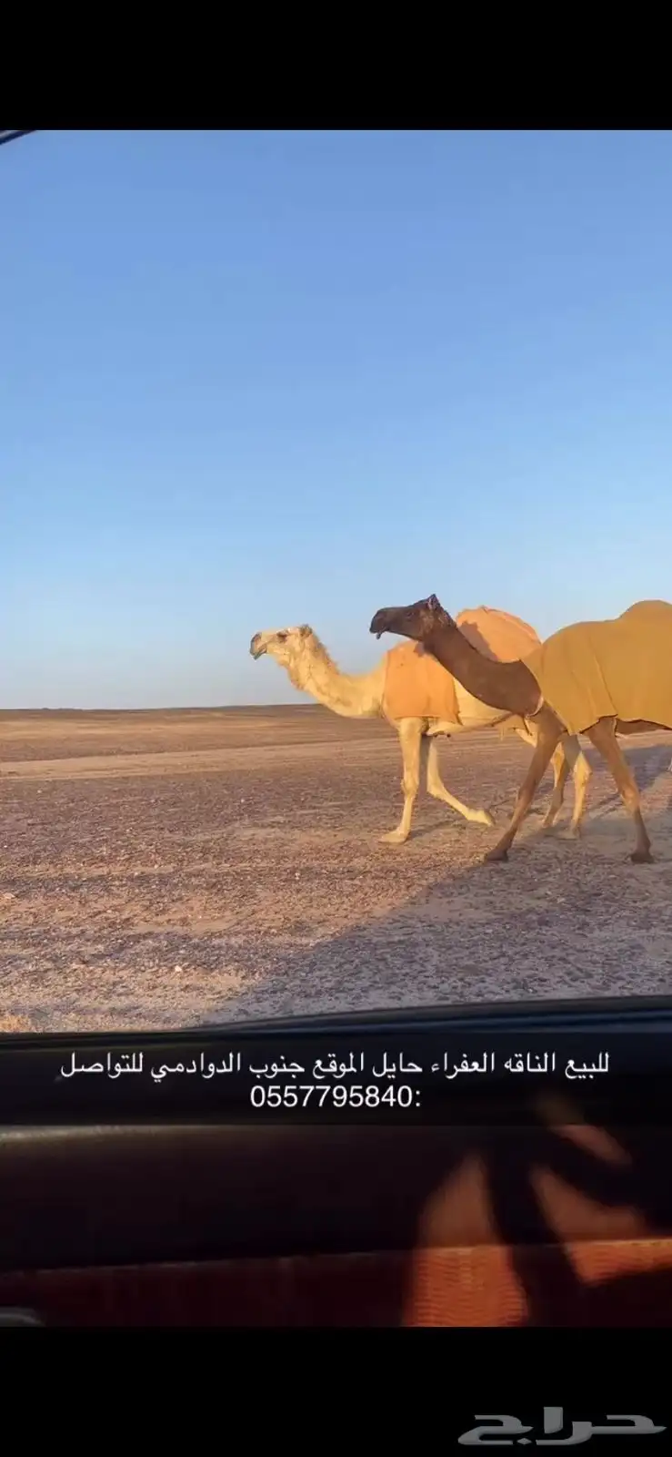 للبيع الناقه العفراء 0