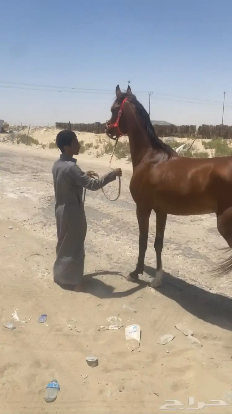 حصان شعبي شيخ ينافس الواهو 2