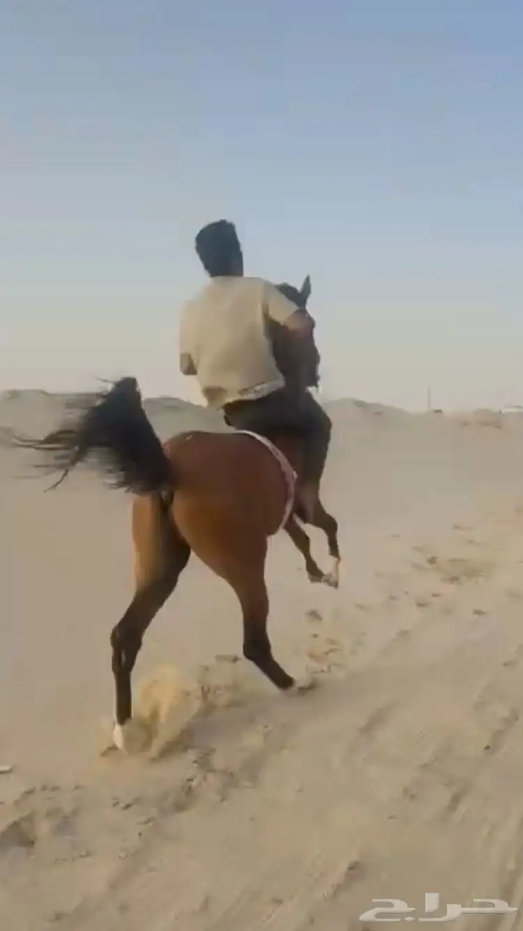 حصان شعبي شيخ ينافس الواهو 0