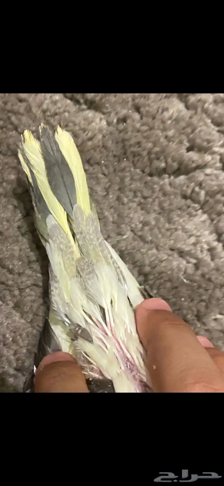 كروان هولندي حقم كبير مره مره 3