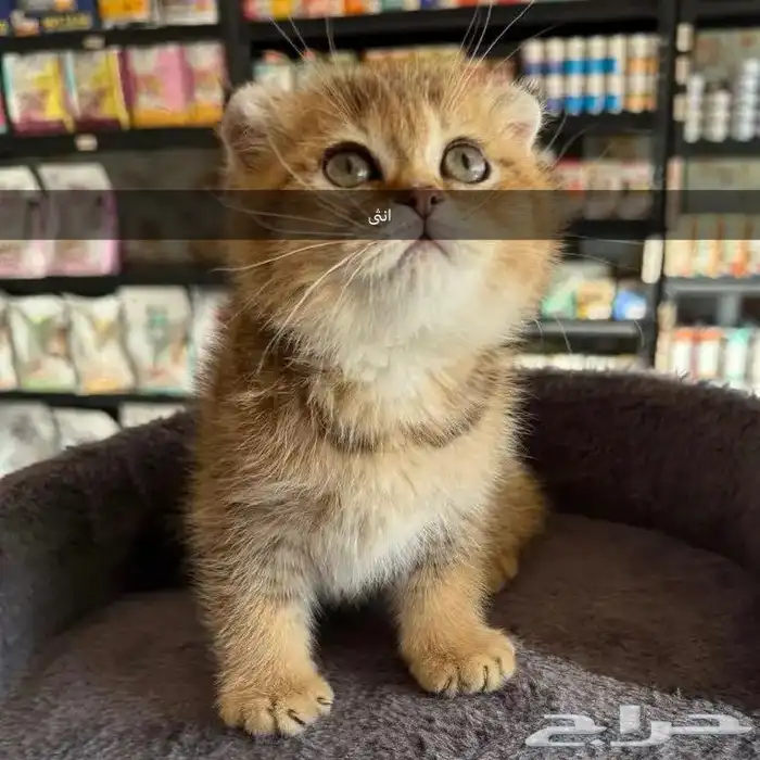 قطط سكوتش للبيع (نقدا او بالاقساط) 0