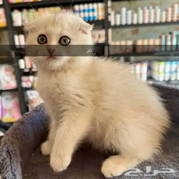 قطط سكوتش للبيع (نقدا او بالاقساط) 1