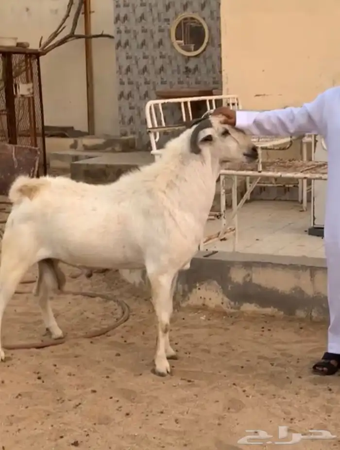 فحل بيشي مشروط ما شاء الله تبارك الله 0