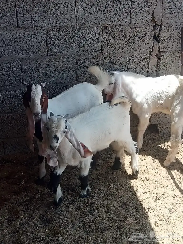 ثلاث تيوس مطوره 7