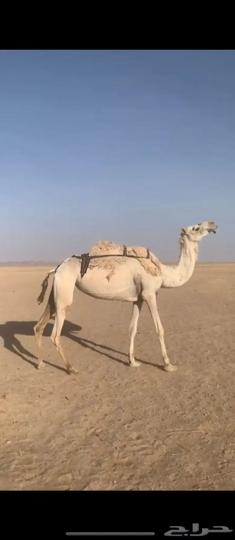 لبيع خفوت وضحى مبيوع ولدها 1