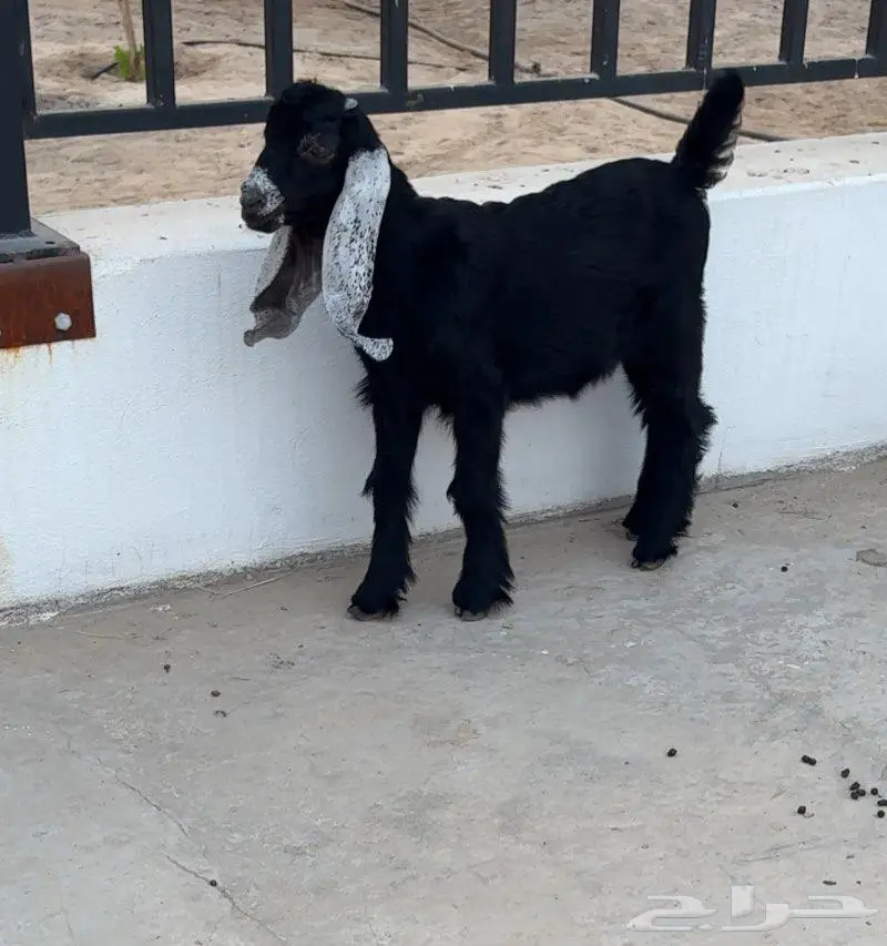 جفره عارضيه معرفه 0