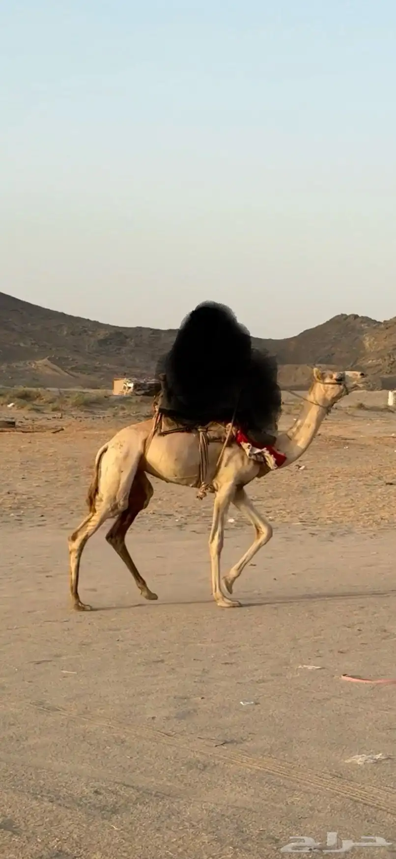 البيع قعود ركبي حر السن حق طايع شرط 2