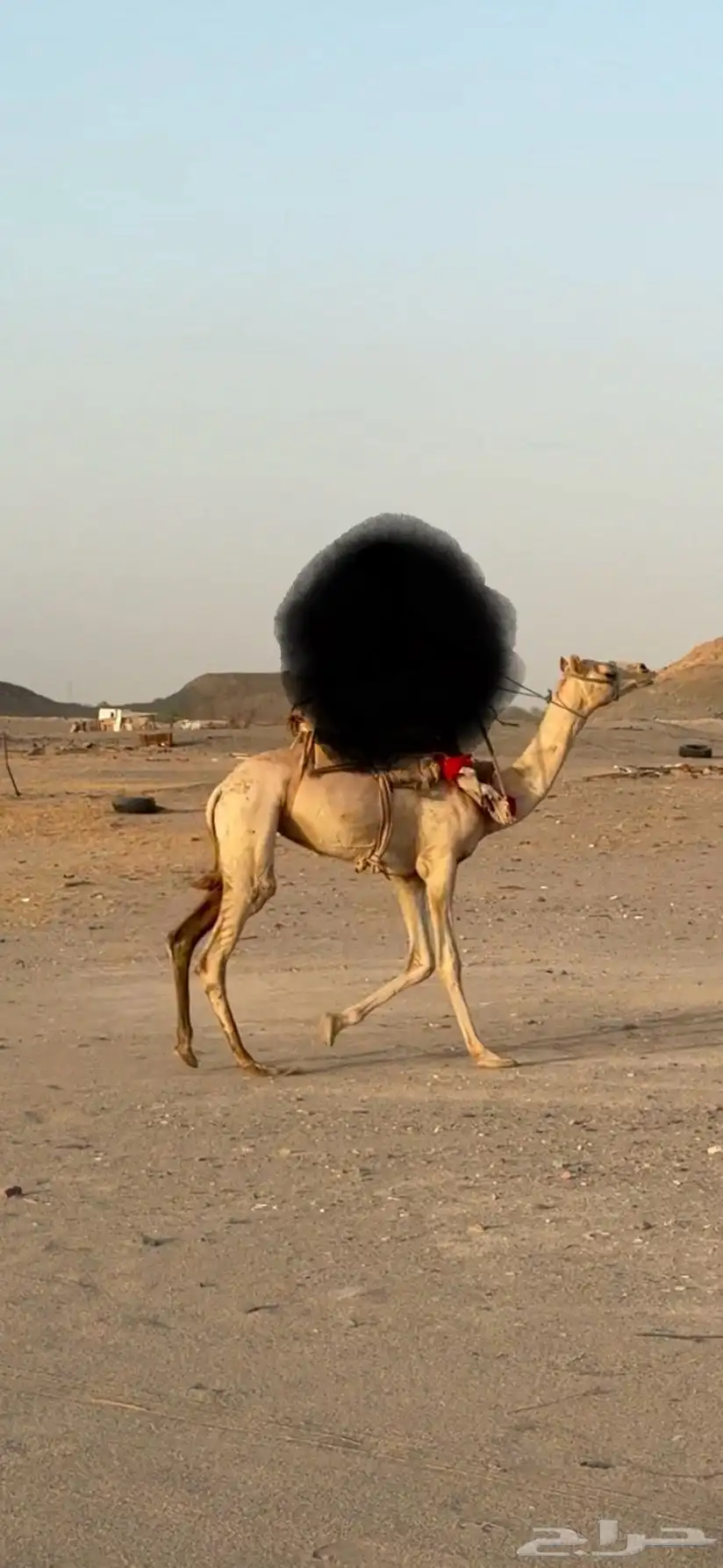 البيع قعود ركبي حر السن حق طايع شرط 0