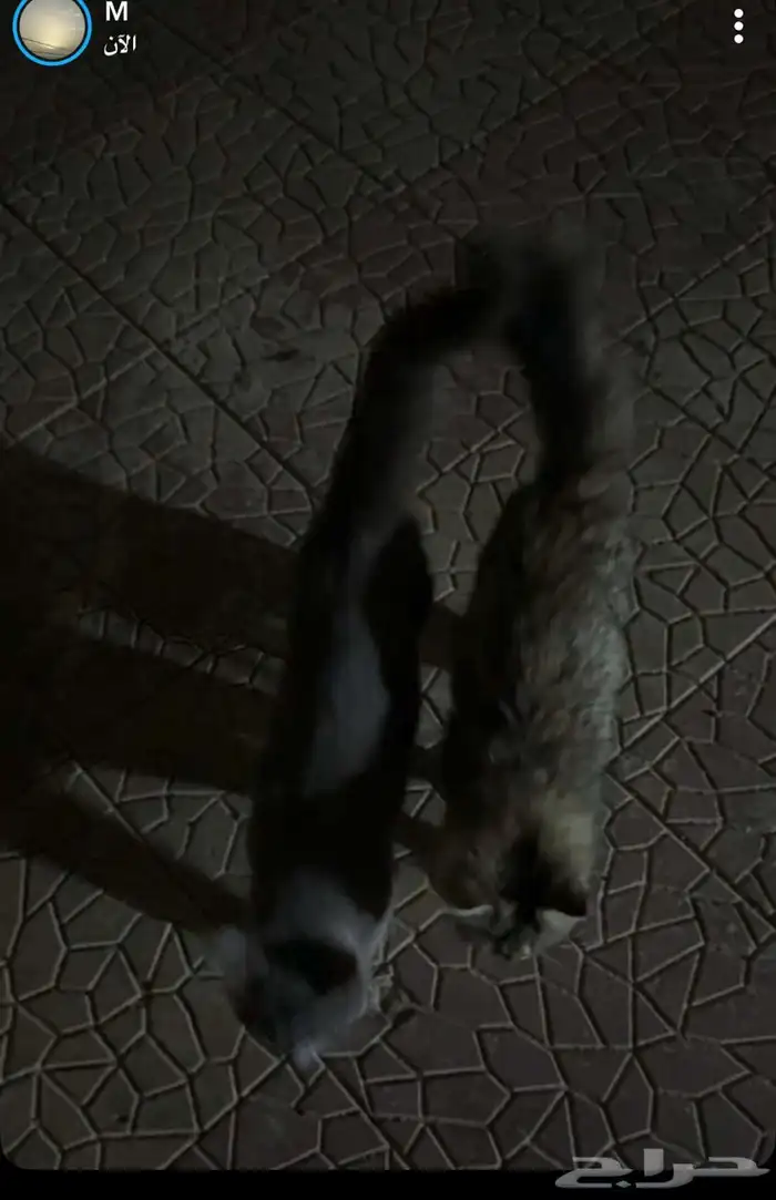 قط برتش لتبني 2