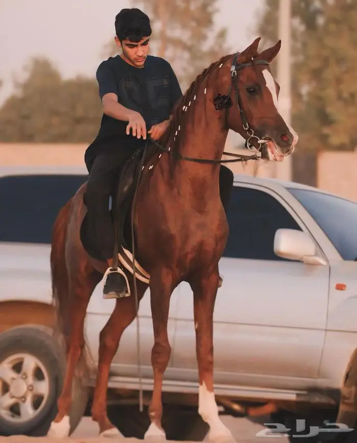 حصان جزيري بيور   معنقي .. 1