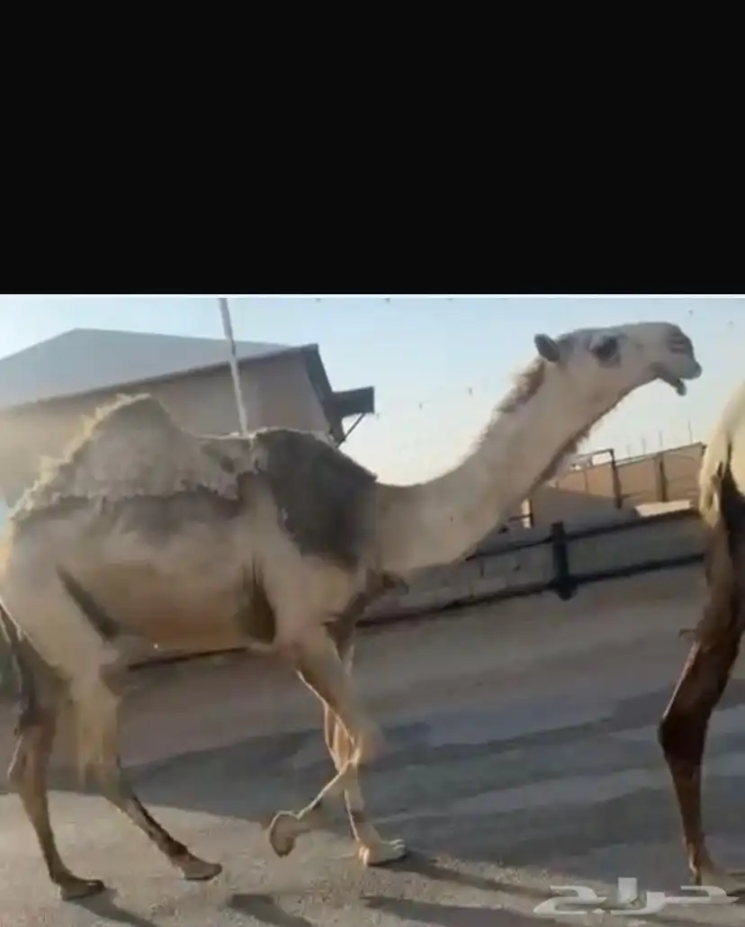 قعود باتلي 0