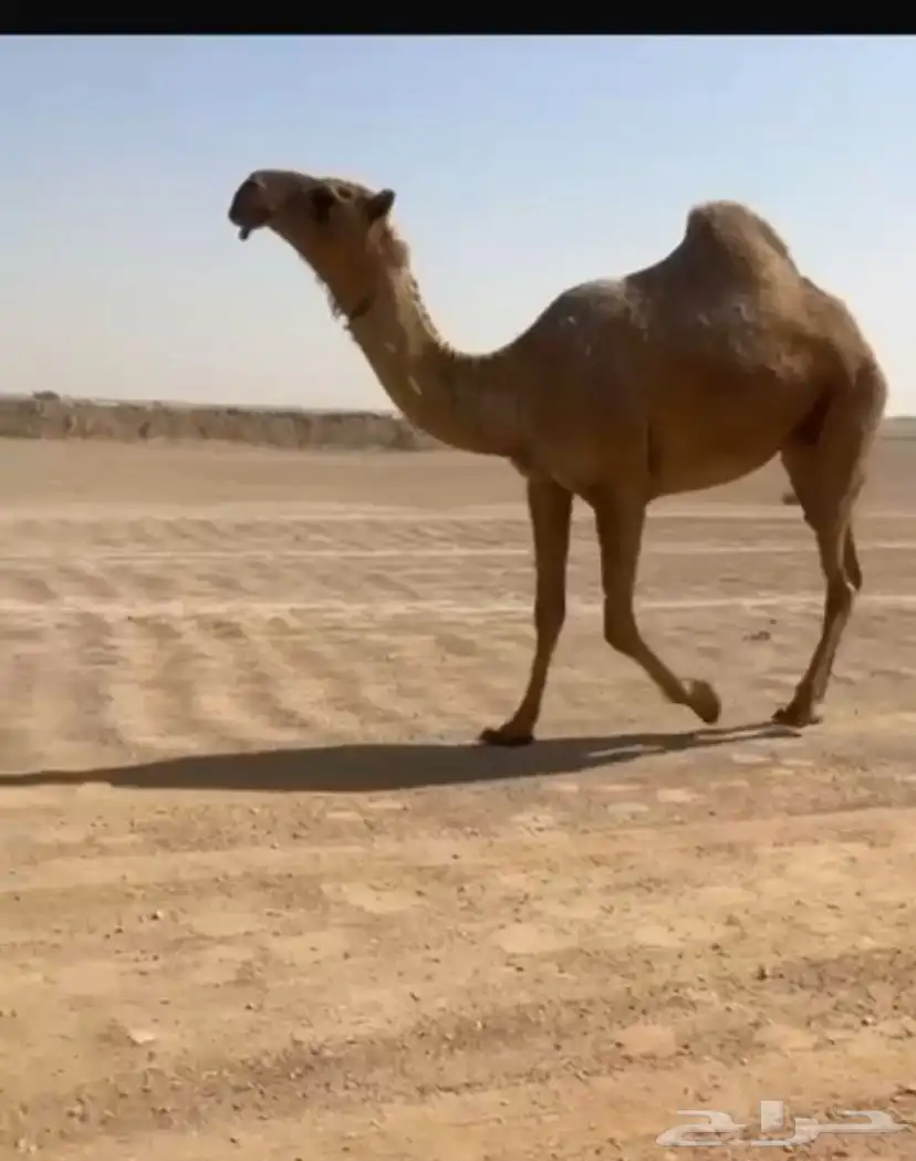 ابل 0