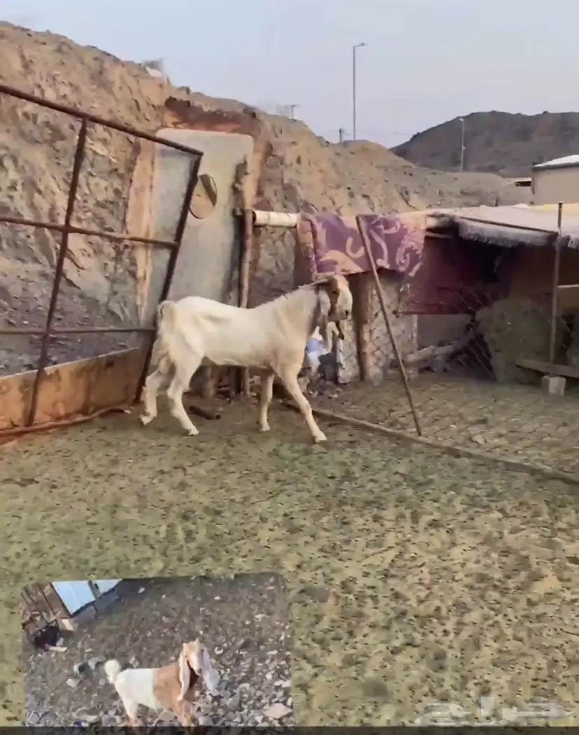 تيس فحل على جميع الشروط 0