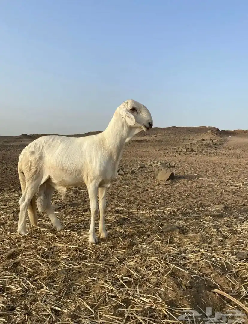 اعرض لكم طلي سواكني صنف الصنف 4