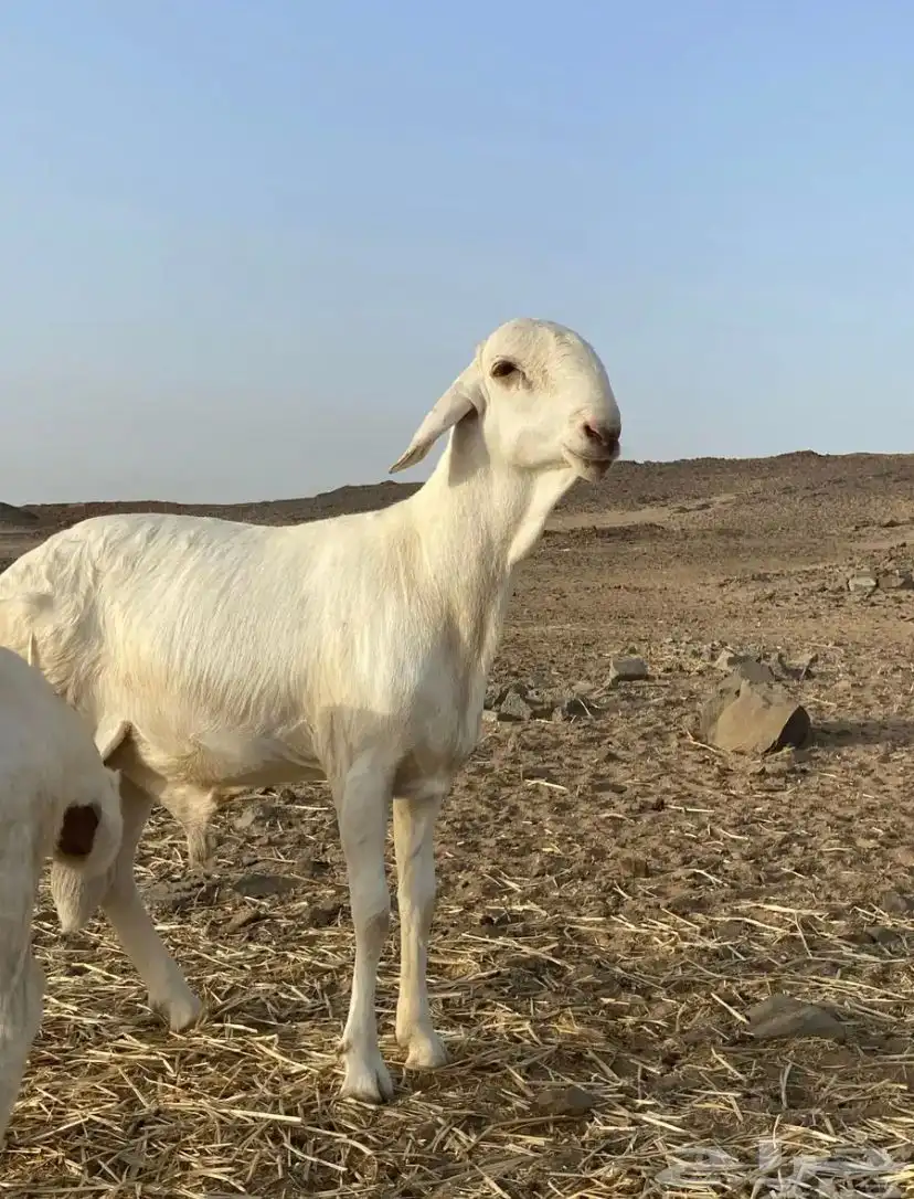 اعرض لكم طلي سواكني صنف الصنف 3