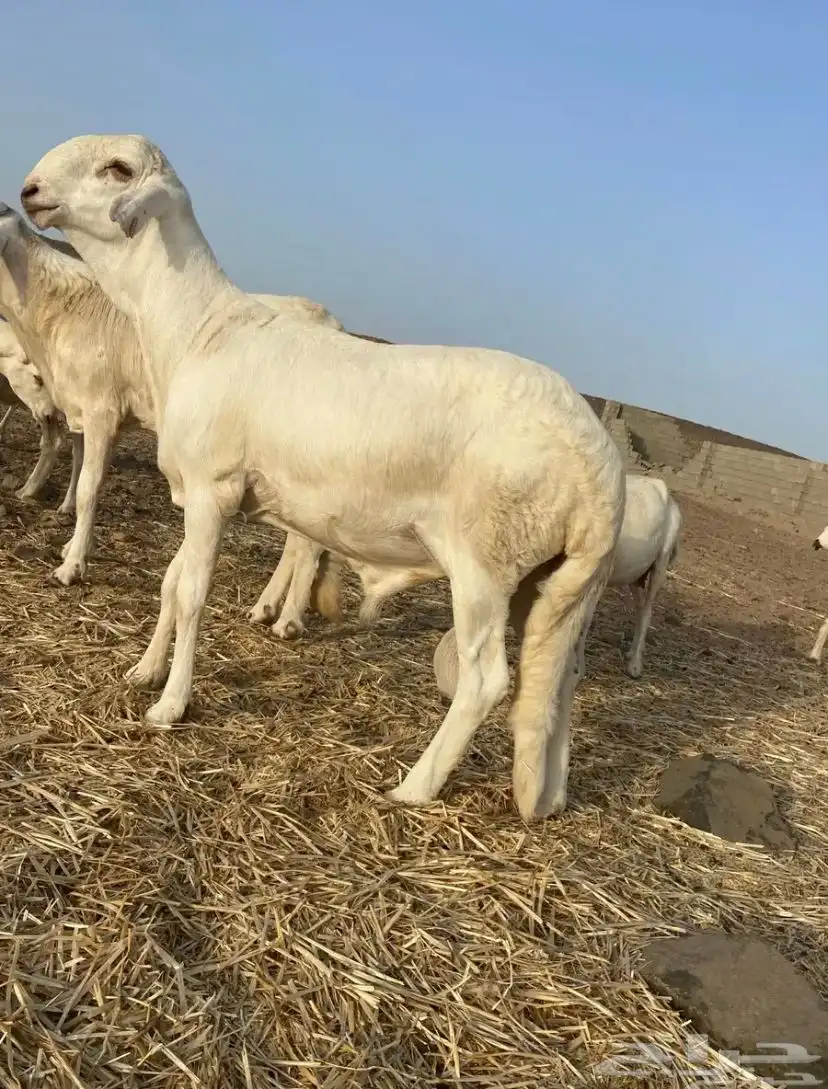اعرض لكم طلي سواكني صنف الصنف 0