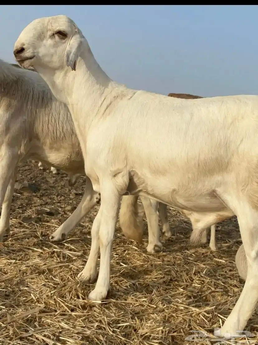 اعرض لكم طلي سواكني صنف الصنف 1