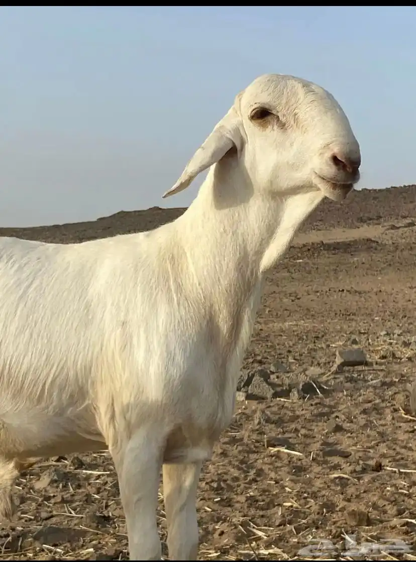 اعرض لكم طلي سواكني صنف الصنف 2