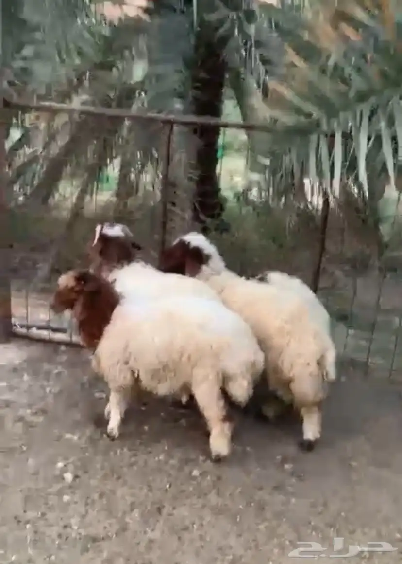 طليين ورخلتين فل شحم 0