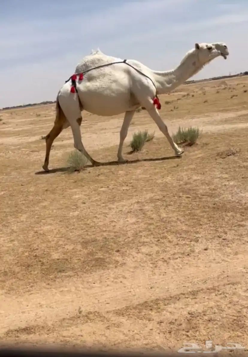 للبيع الضريبه 0