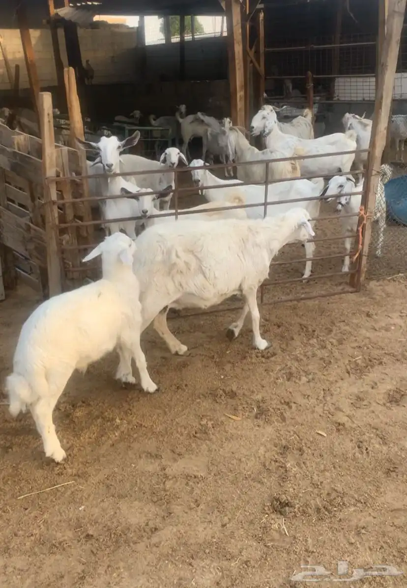 شاه تحتها خروف 3شهور فل الفل 0