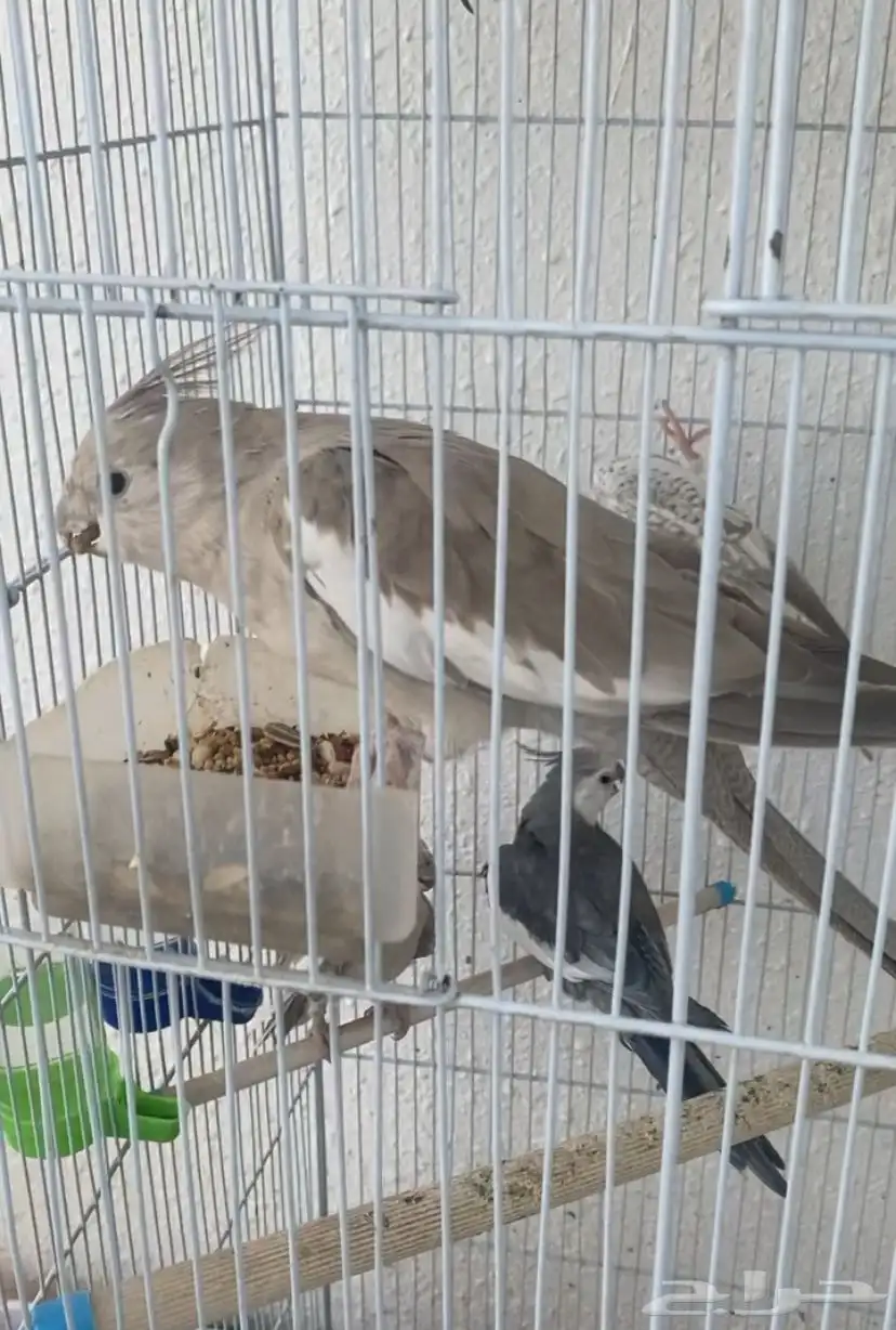 اجواز ببغاء الكروان اللوان نادره ومميزه 5