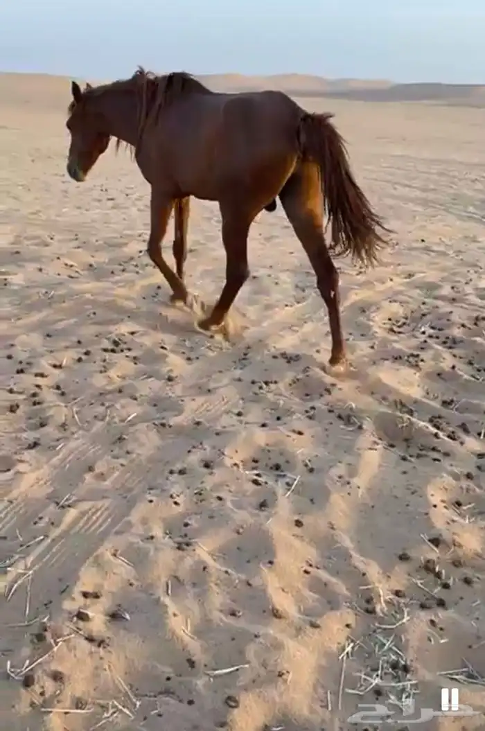 حصان شعبي 0