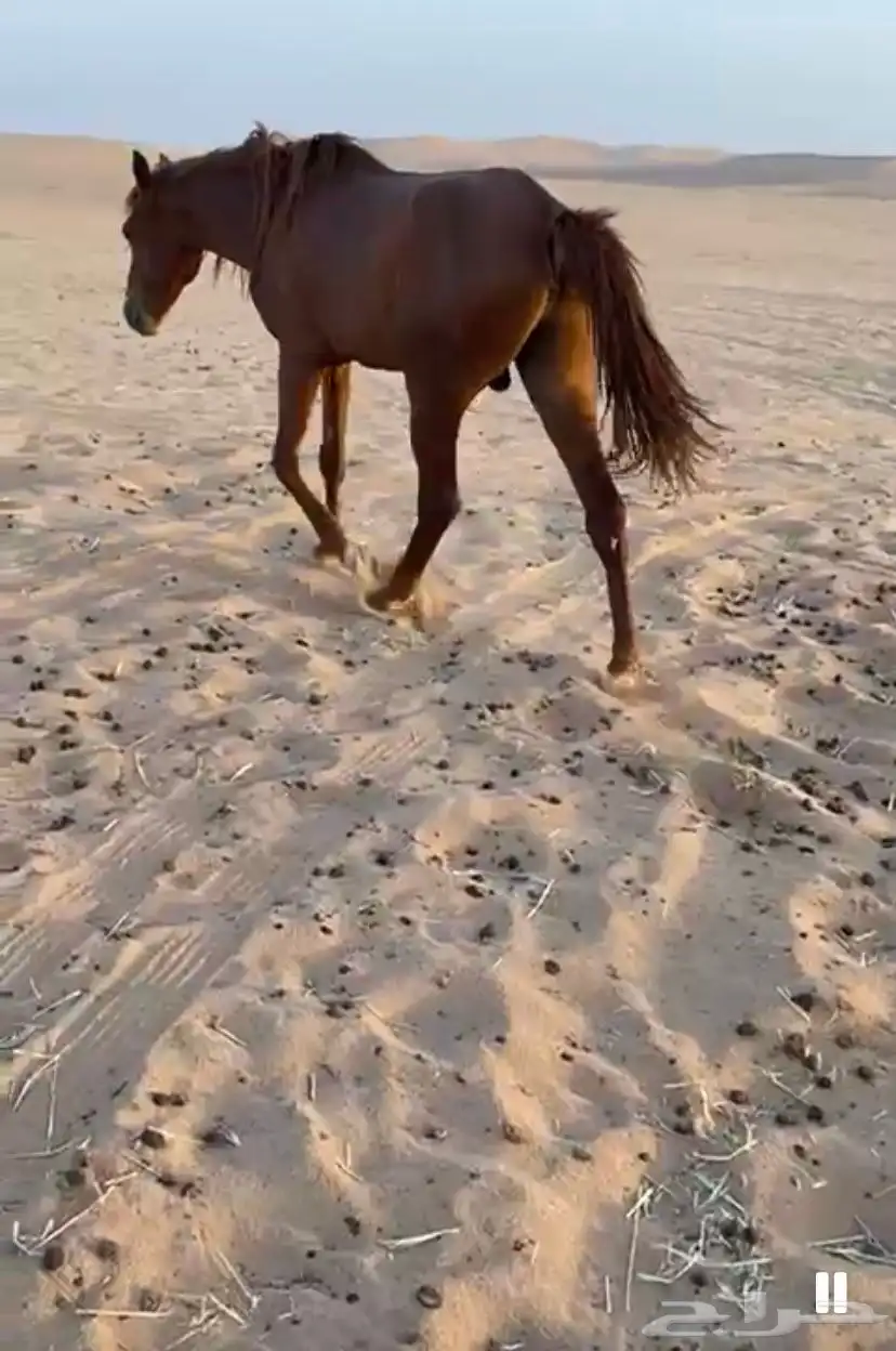 حصان شعبي 0