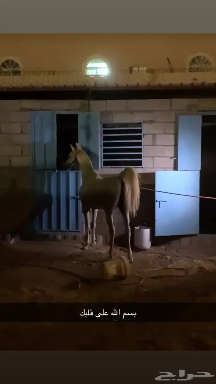 حصان كفو مشروط من كل شي اقبل بدل مناسب 0