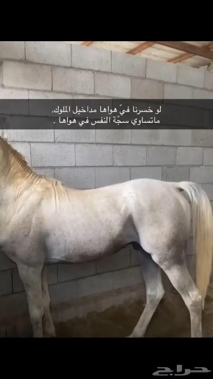 حصان كفو مشروط من كل شي اقبل بدل مناسب 1