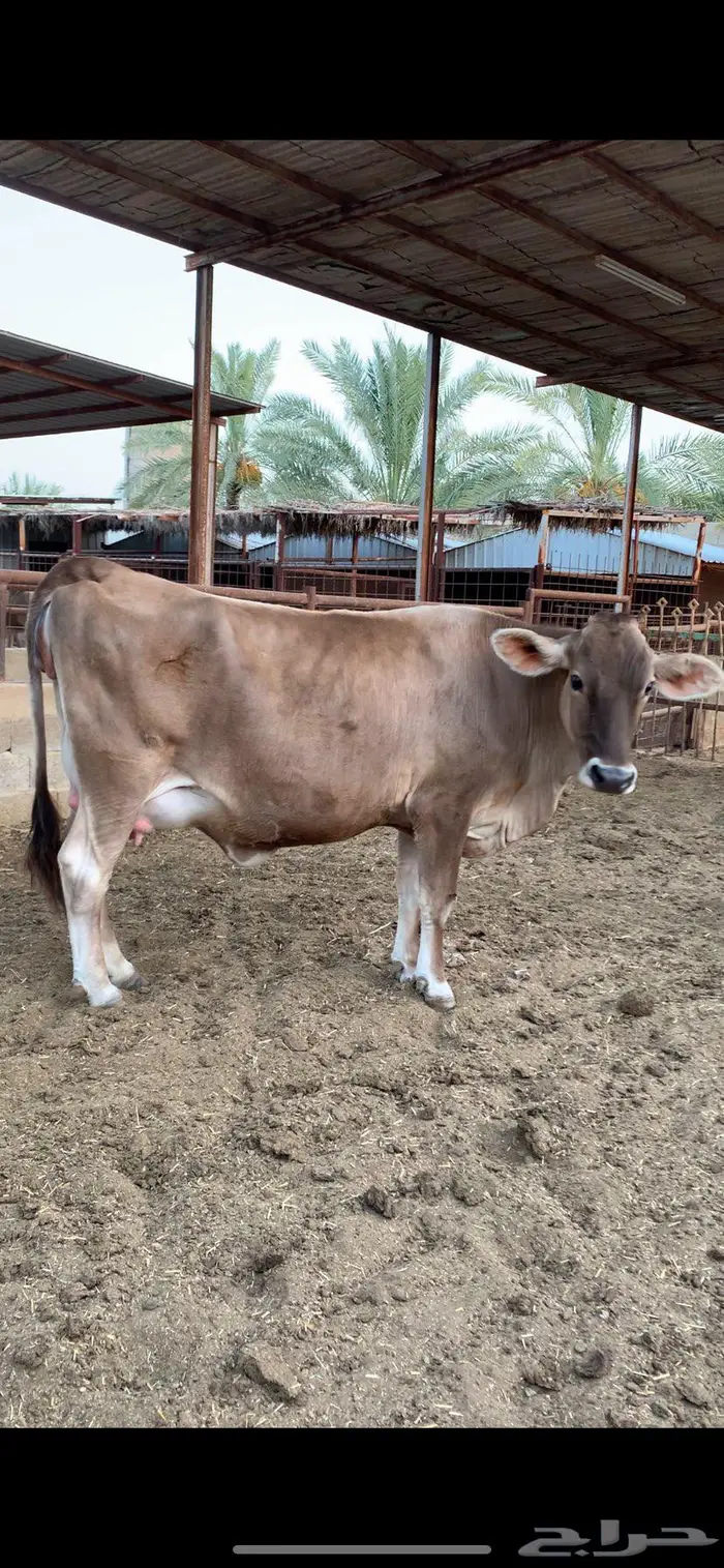 عجله دافع نادره سويسريه براون 1