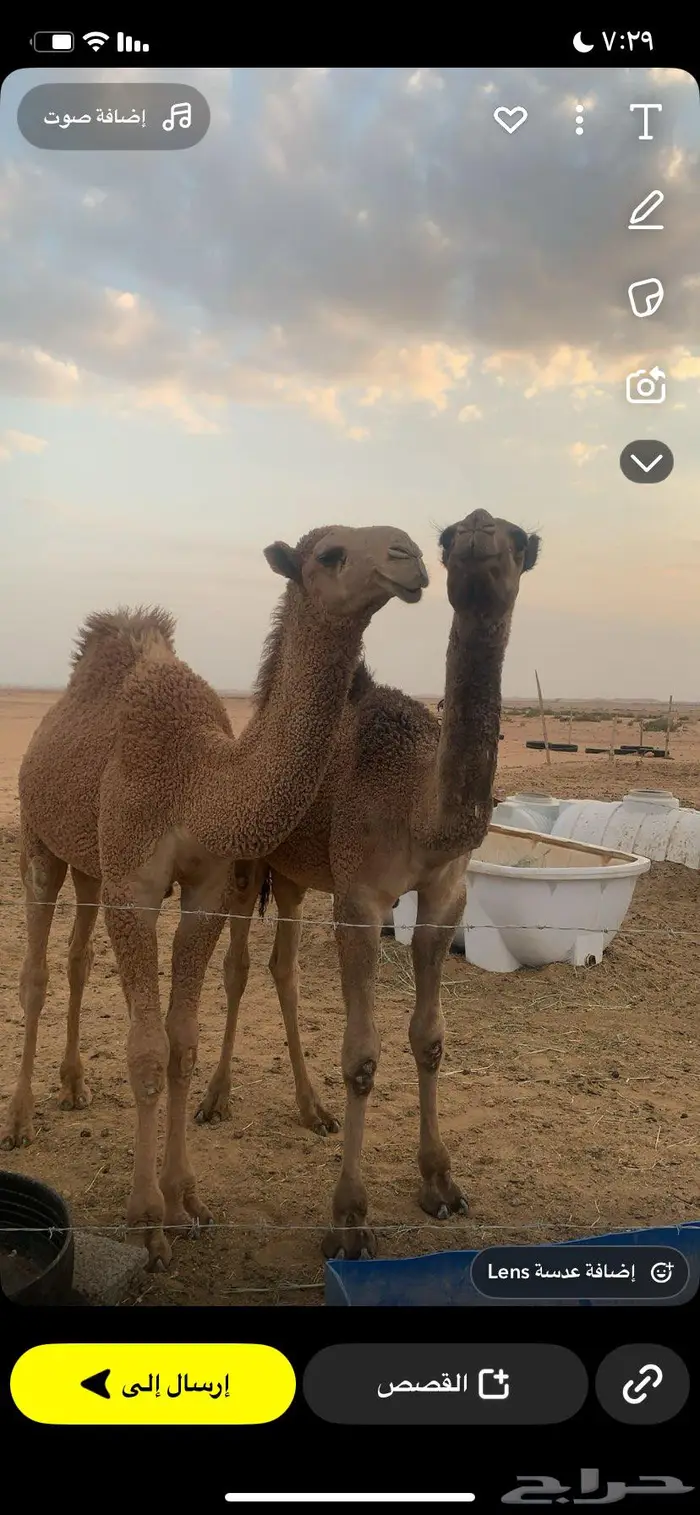 حشو طيب ب الحيل 0