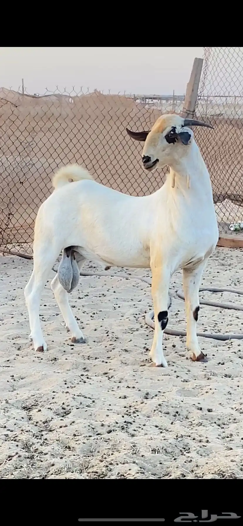 تيس اكحل فحل فاخر 0