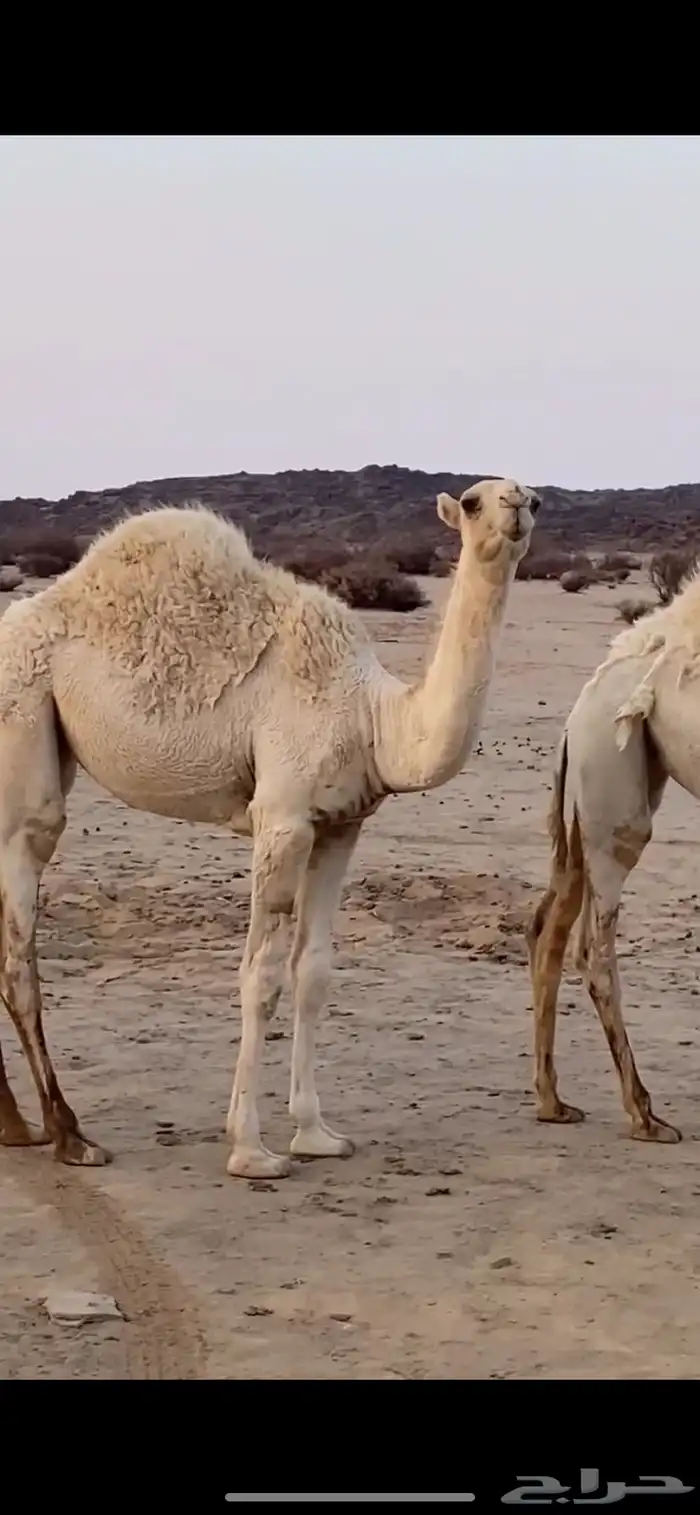 بعير علياني كفو وهذا انتاجه 7