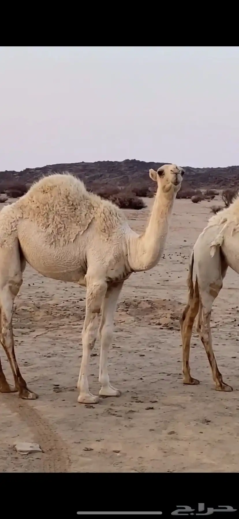 بعير علياني كفو وهذا انتاجه 7