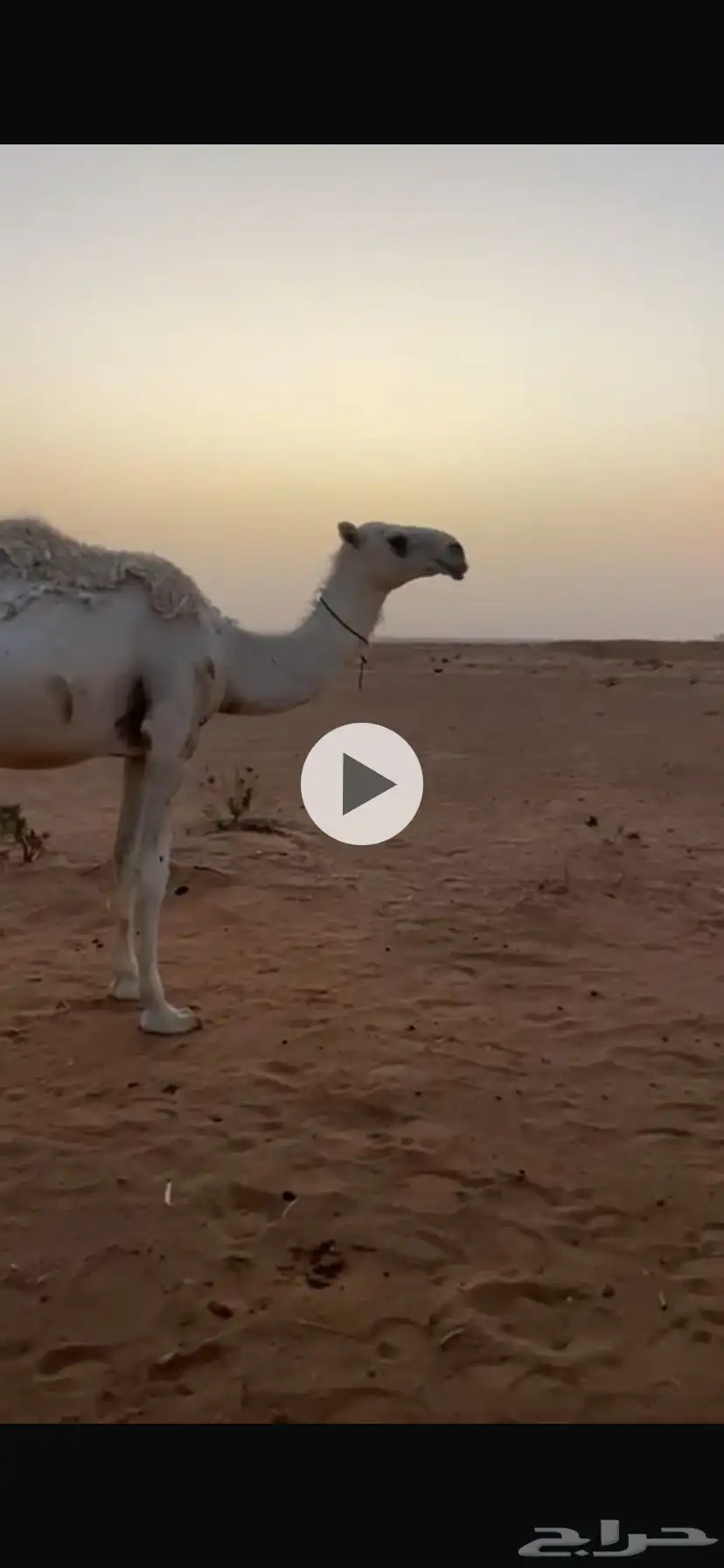 قعود 0