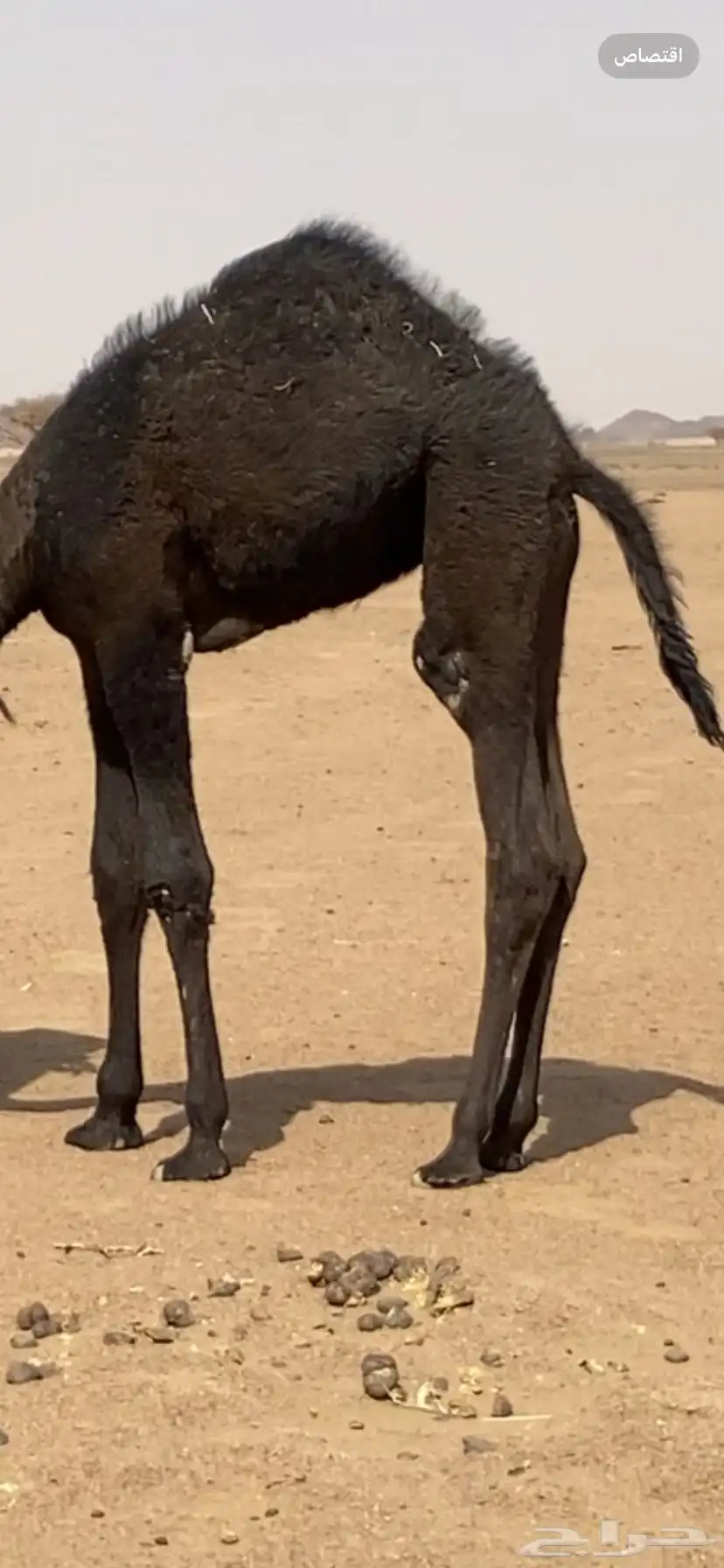 قعود كفو البيع 0
