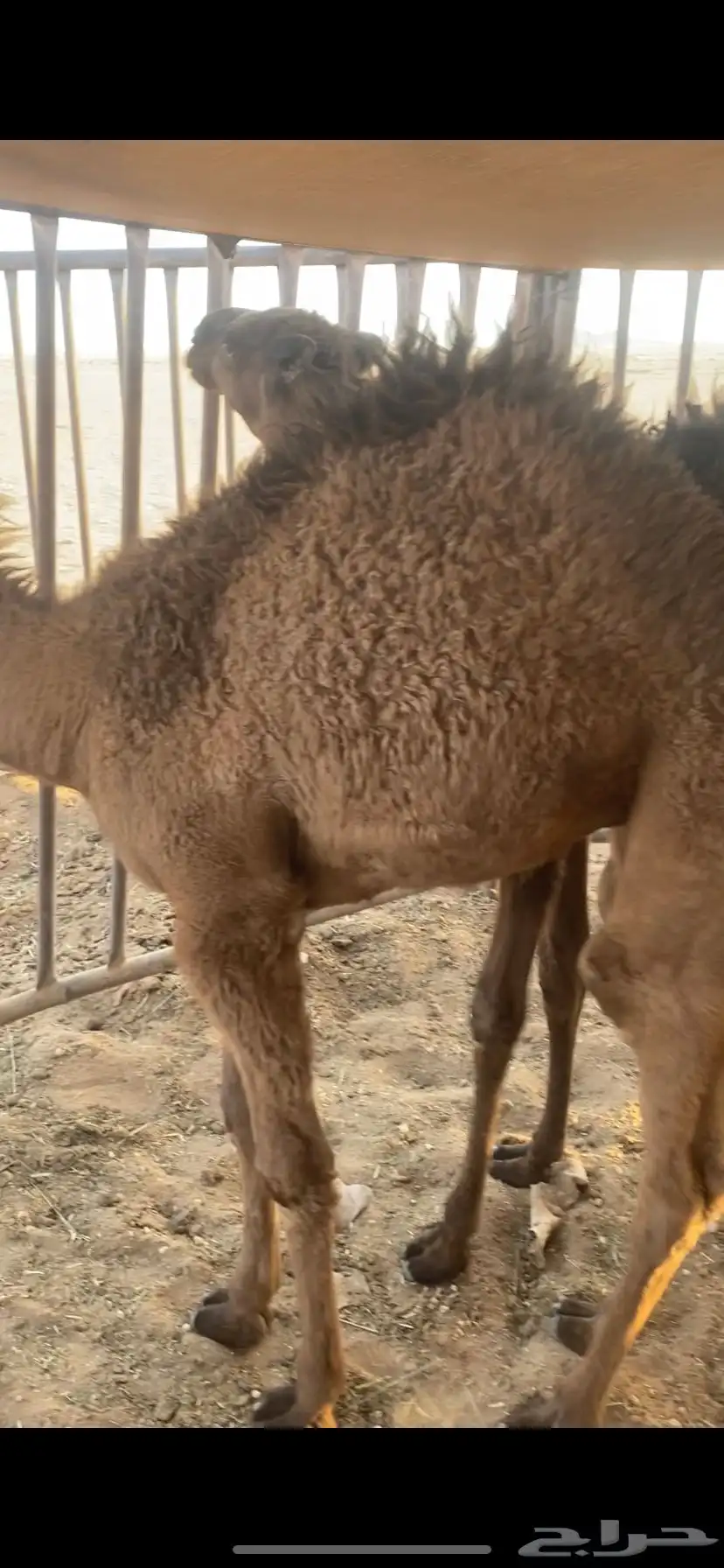 للبيع حيران حليب 0