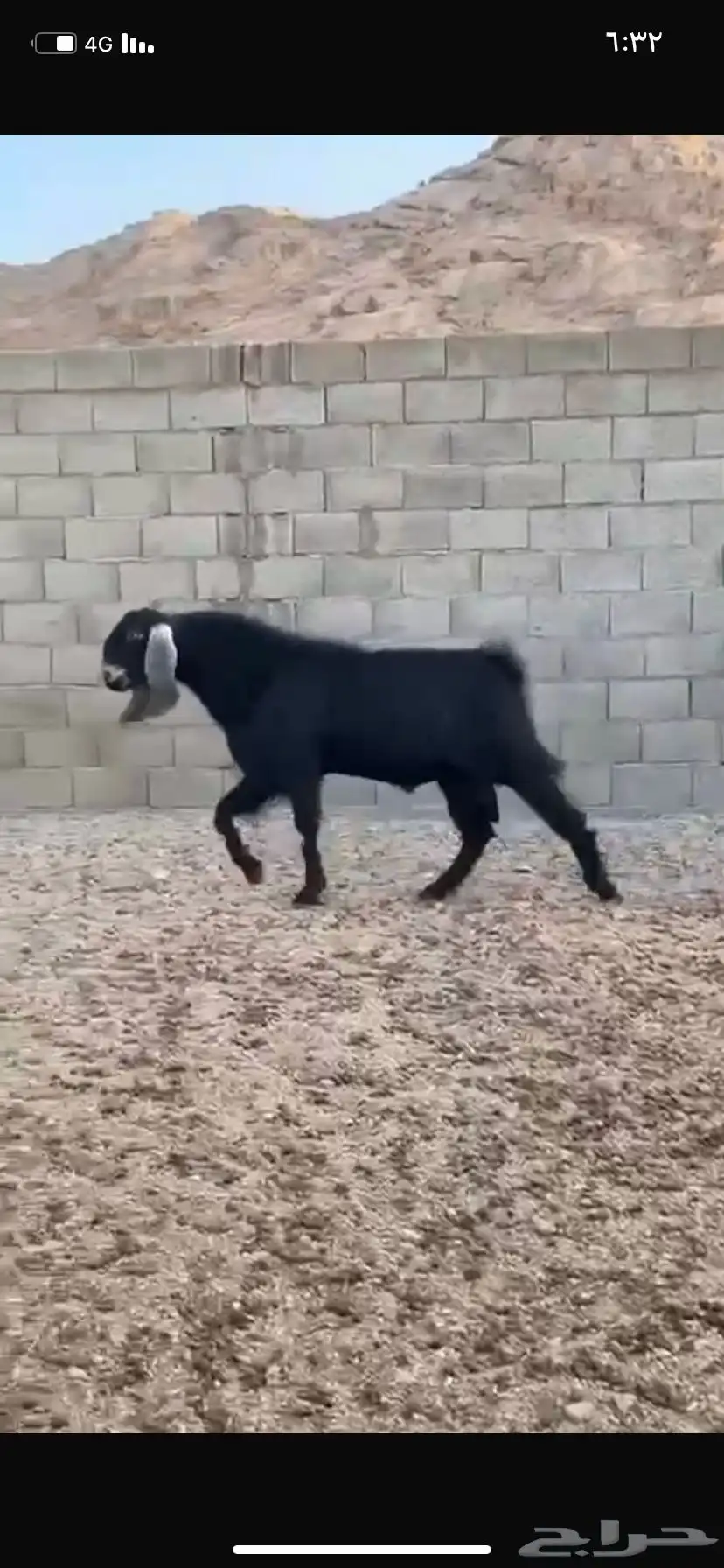 تيس 2