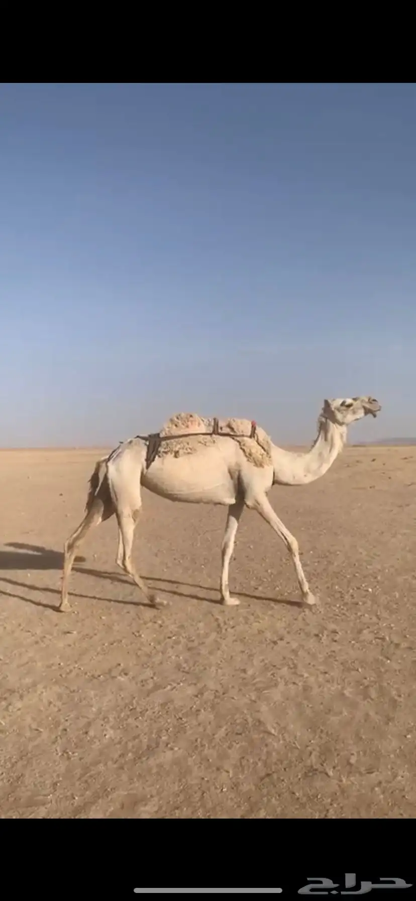 لبيع خفوت وضحى مبيوع ولدها 2
