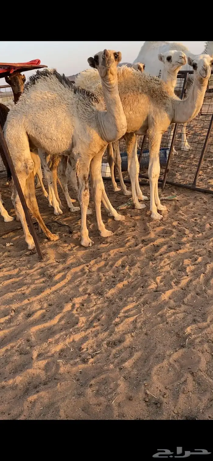 حشو للبيع قعدان 2