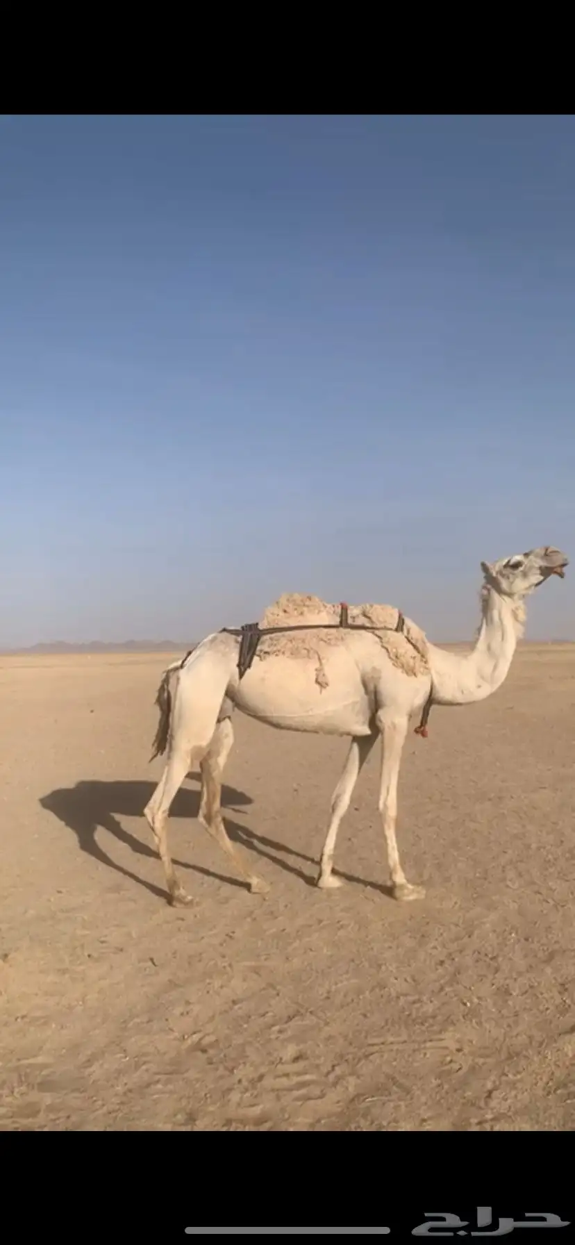 لبيع خفوت وضحى مبيوع ولدها 0