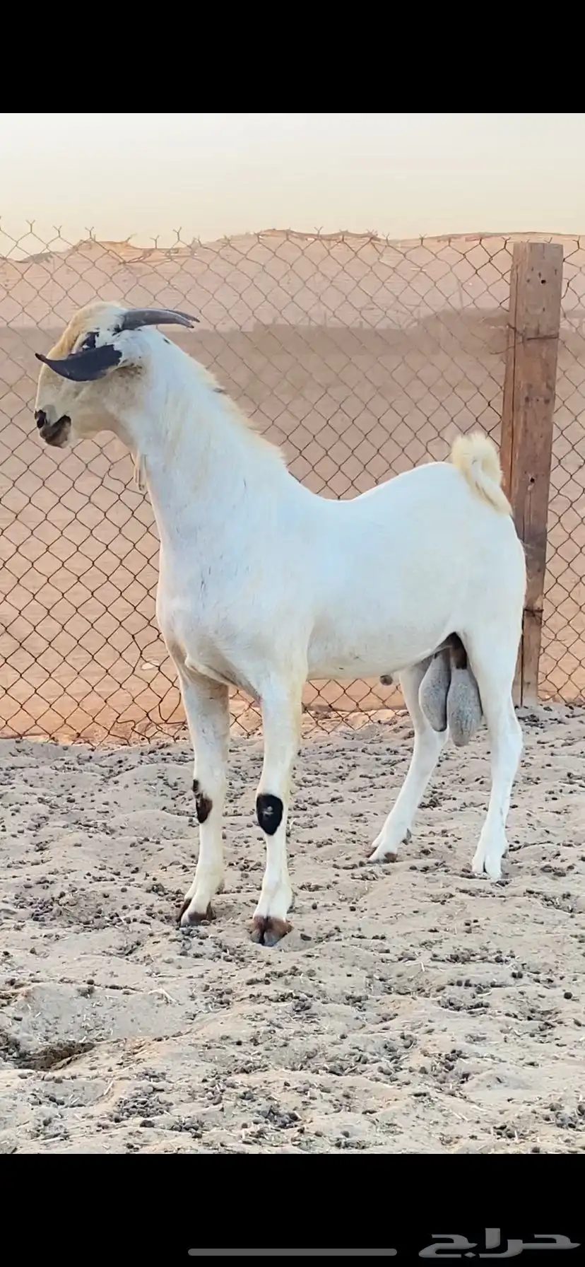 تيس اكحل فحل فاخر 6