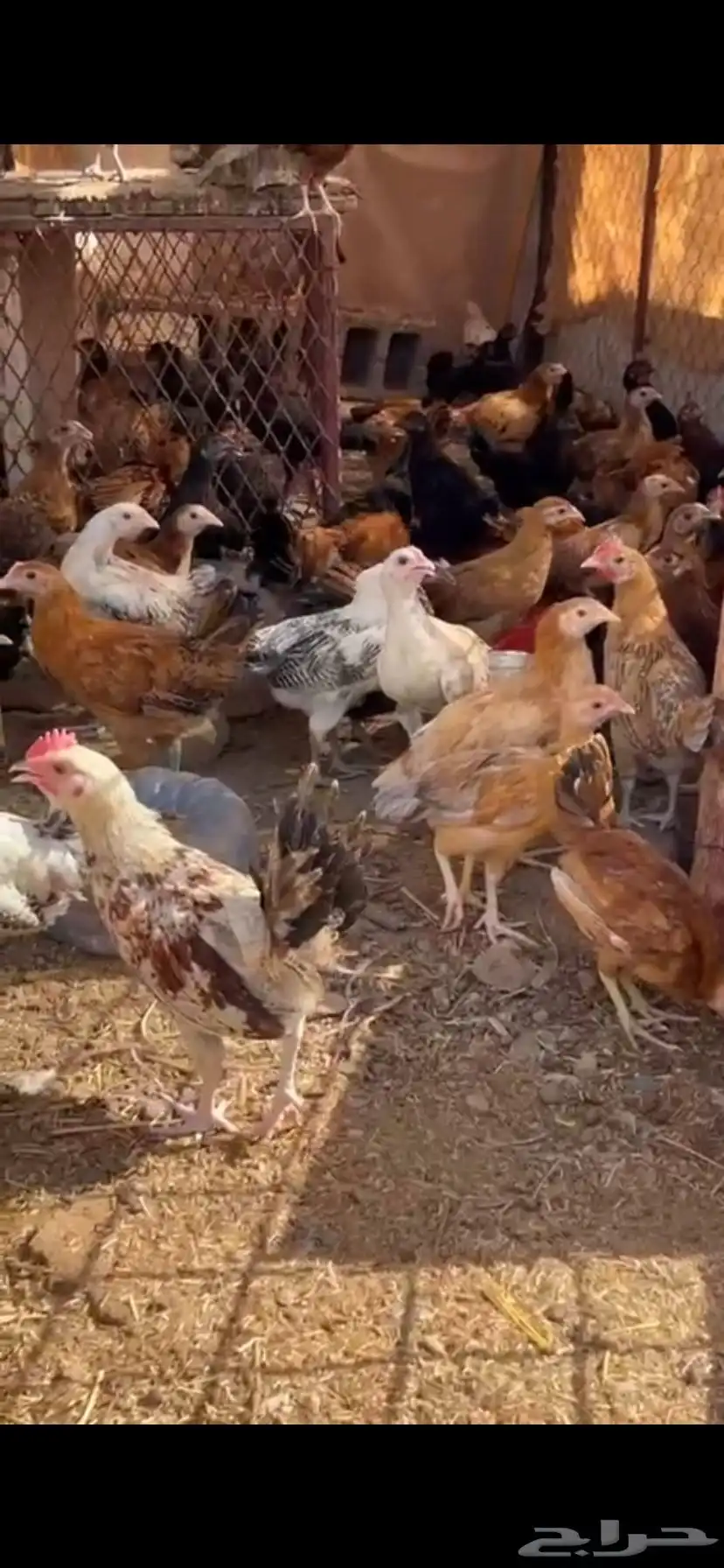 دجاج للبيع 2