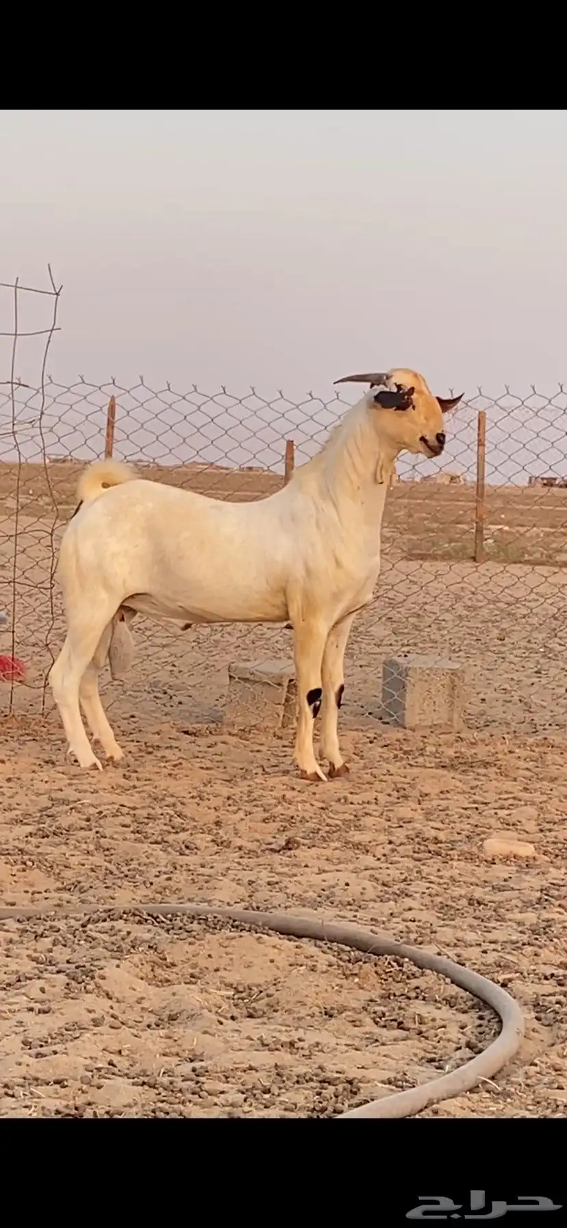تيس اكحل فحل فاخر 2