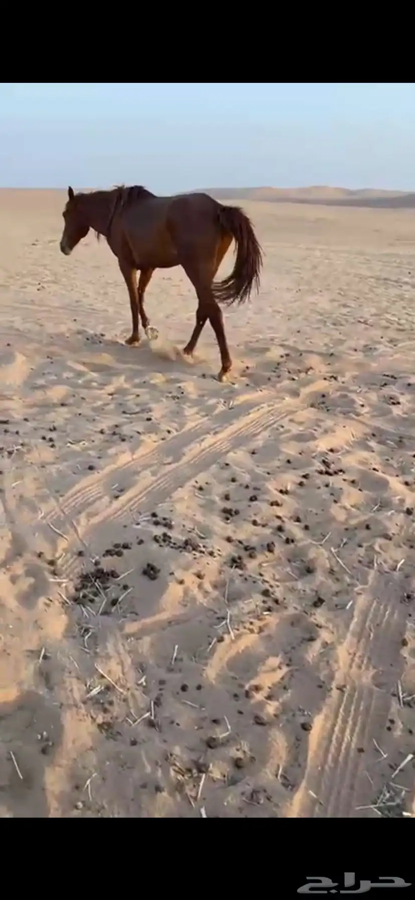 حصان شعبي 3