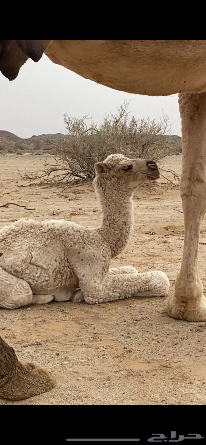 بعير علياني كفو وهذا انتاجه 6