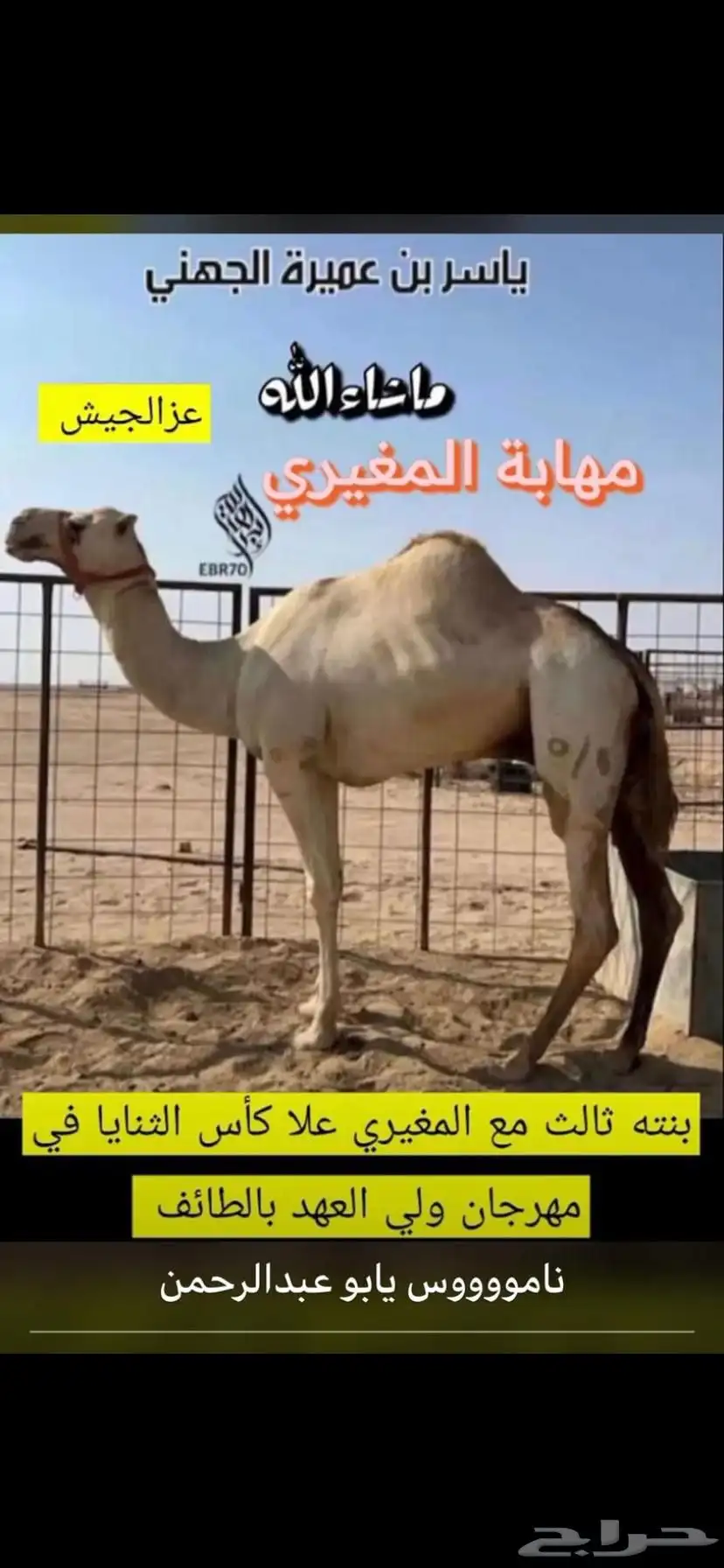ناقه سودانيه تحتها بكره بنت عز الجيش جمل ياسر عميره الجهني 6