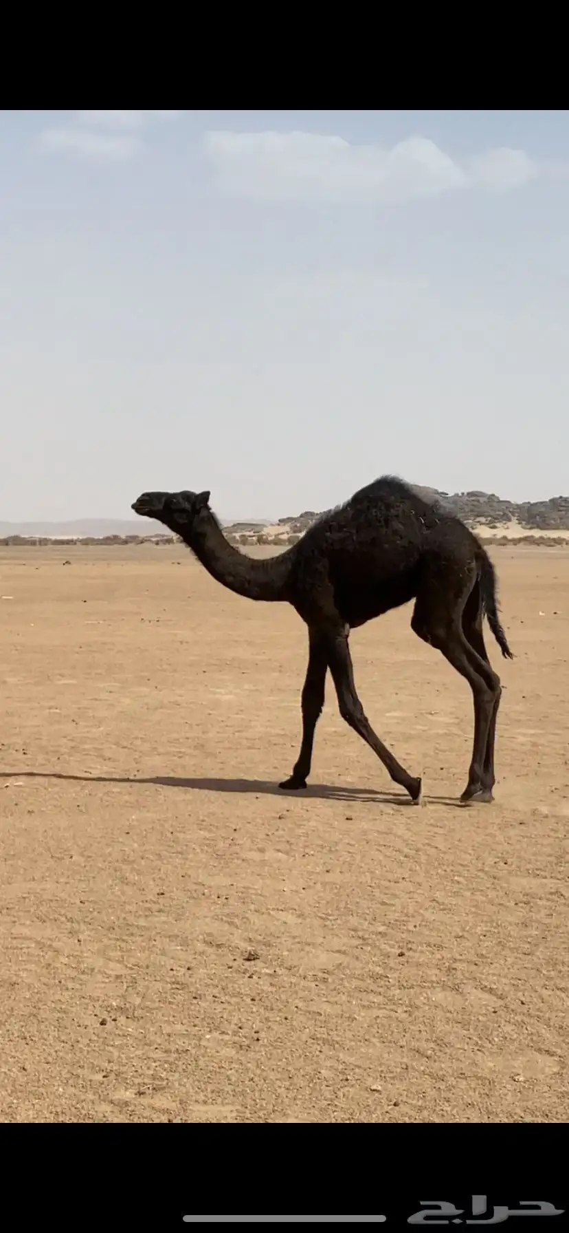 قعود كفو البيع 1