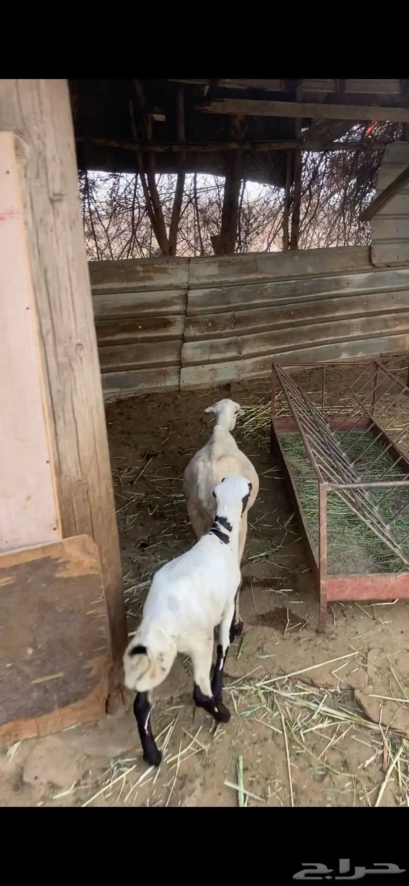 نعجه 2